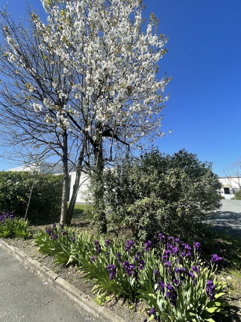 Arbre pollinisé grùce aux abeilles